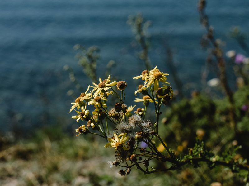Coastal Glen