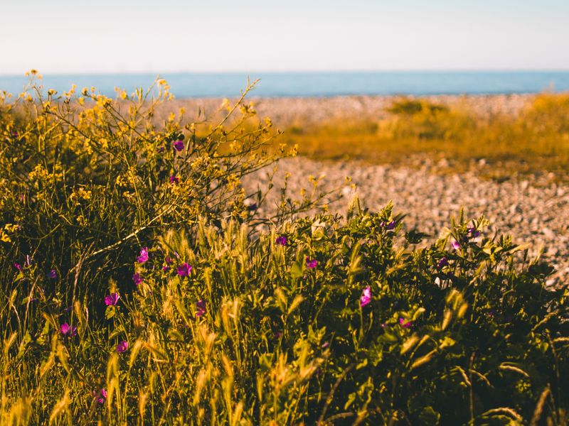 Coastal Glen