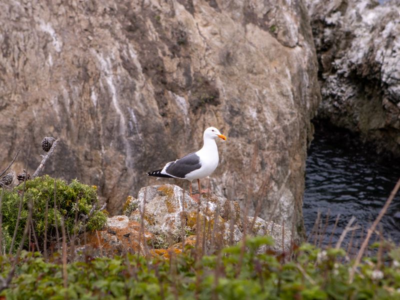 Coastal Glen