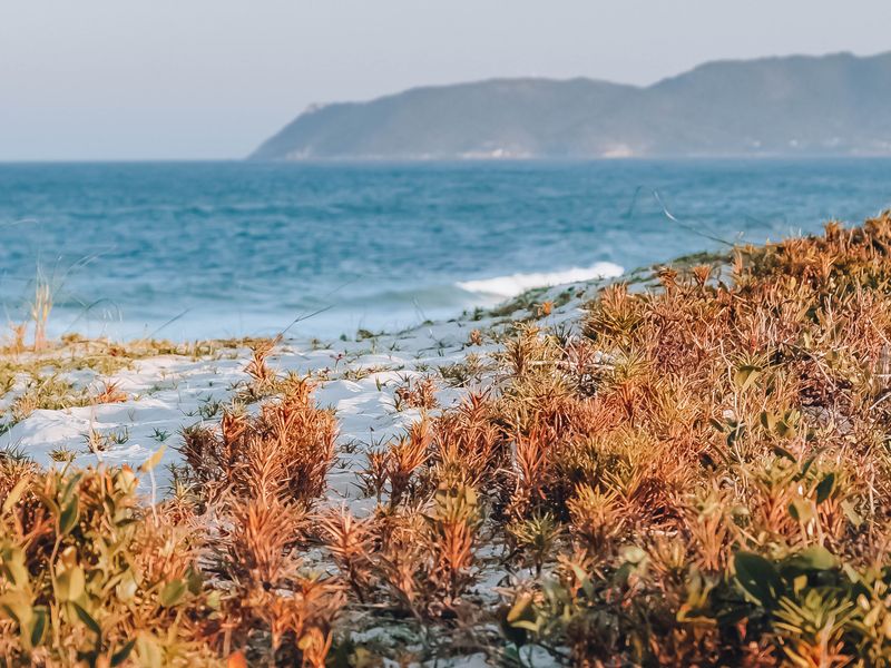 Coastal Glen